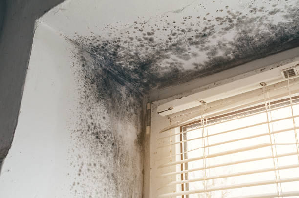 Affordable Bathroom Mold Removal solutions in Richmond, IL